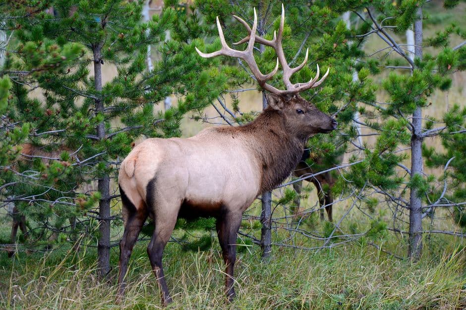 De 1.500 alces a 13.000: la sorprendente recuperación en Kentucky